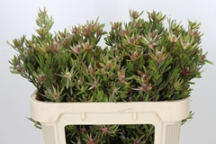 Leucadendron Ayoba Star Pearl 70cm Spray