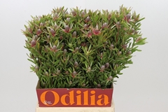 Leucadendron Ayoba Star Pearl 50cm Spray