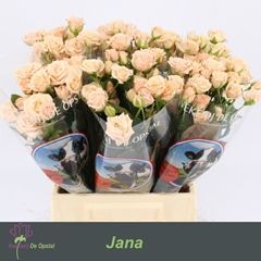 Rosa Spray Jana 35cm 2+