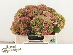 Hydrangea Glowing Alps Classic 50cm 16-18cm Hd