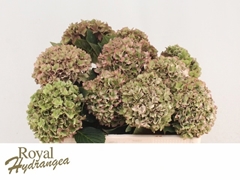 Hydrangea Rodeo Red Classic 50cm 15-17cm Hd