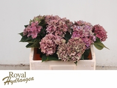 Hydrangea Rodeo Red Classic 50cm 10-12cm Hd