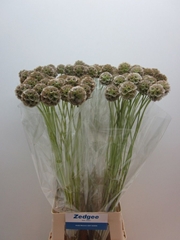 Scabiosa Stellata 80cm