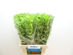 Moluccella 70cm