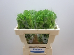 Moluccella 50cm