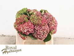 Hydrangea Revolution Xxl Classic 40cm 10-12cm Hd