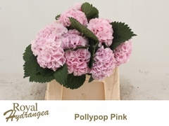 Hydrangea Lolly Pop Pink 40cm 11-13cm Hd