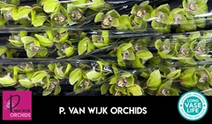 Cymbidium Mrs. Robin Hood 80cm