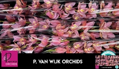 Cymbidium Salm Delight 80cm