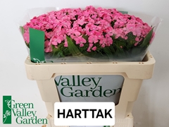 Dianthus Barb Sweet Will Pink 50cm