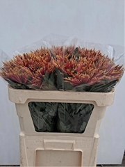 Chrysanth Single Tula Autumn 70cm 80gr.