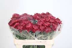 Chrysanth Single Bigoudi Red 80cm 70gr.