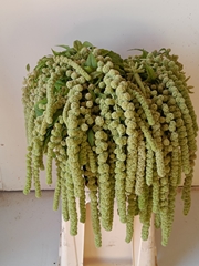 Amaranthus Caudatus Cycloop 75cm
