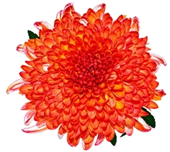 Chrysanth Single Tutu 70cm 100gr.