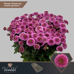 Chrysanth Santini Doria 55cm 54gr.