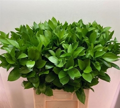 Ruscus Hypophyllum 70cm