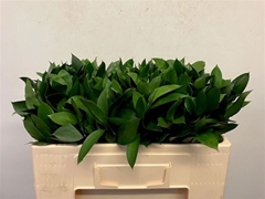 Ruscus Hypophyllum 50cm