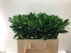 Ruscus Hypophyllum 55cm