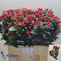 Hypericum Magical Impression 60cm