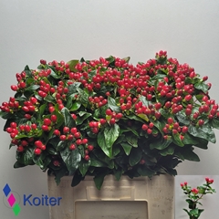 Hypericum Magical Impression 60cm