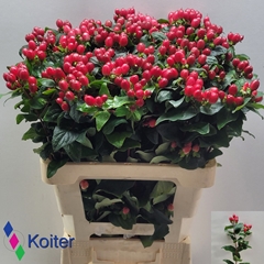 Hypericum Magical Impression 60cm