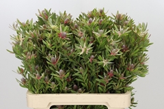 Leucadendron Ayoba Star Pearl 60cm Spray