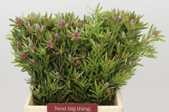 Leucadendron Ayoba Star Pearl 40cm Spray