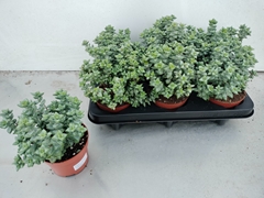 Crassula Perforata 10Ø 20cm