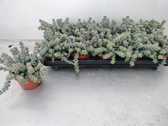 Crassula Marnieriana 11Ø 15cm