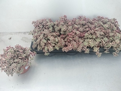 Crassula Marginalis 11Ø 15cm