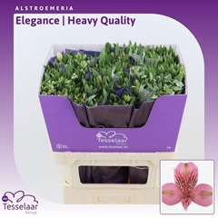 Alstroemeria Elegance 75cm 80gr.