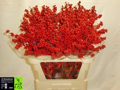 Ilex Verticillata 80cm