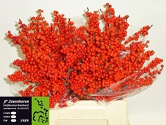 Ilex Verticillata 45cm