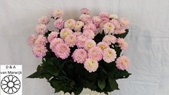 Dahlia Wizard Of Oz 55cm
