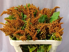 Amaranthus Cruentus Hot Biscuits 70cm