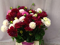 Dahlia Mix Per Bunch 50cm