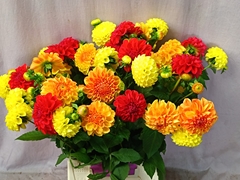 Dahlia Mix Per Bunch 50cm