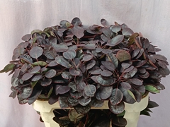 Cotinus Coggygria Royal Purple 70cm