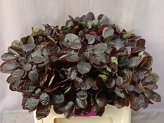 Cotinus Coggygria Royal Purple 50cm