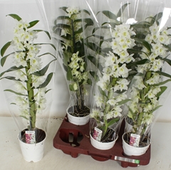 Dendrobium Nobile Cultivars 12Ø 55cm 1st