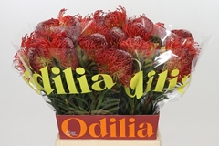 Leucospermum Succession 50cm