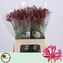 Nerine Mr John 60cm