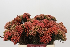 Brunia Laevis Red 40cm