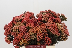 Brunia Laevis Red 40cm