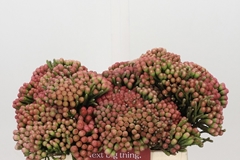 Brunia Laevis Red 35cm