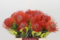 Leucospermum Crimson 40cm
