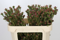 Leucadendron Jubilee Crown 70cm