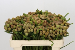 Berzelia Galpinii 50cm