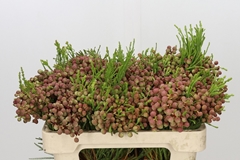 Berzelia Lanuginosa 50cm