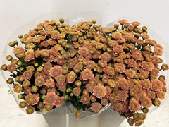 Chrysanth Santini Ellison Salmon 55cm 28gr.